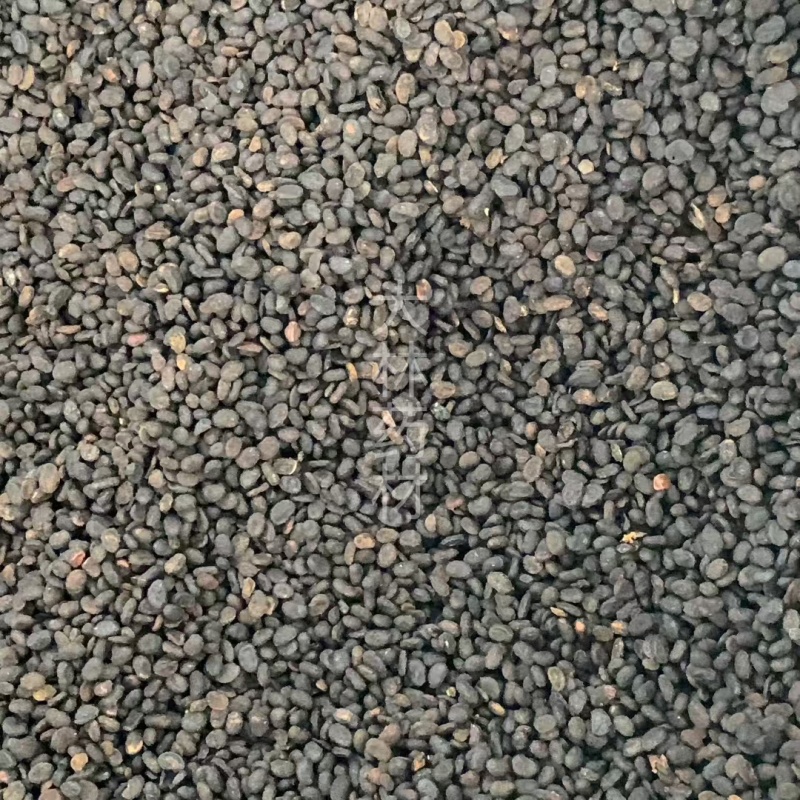补骨脂【包邮】三斤起发货可批量可零售量大从优