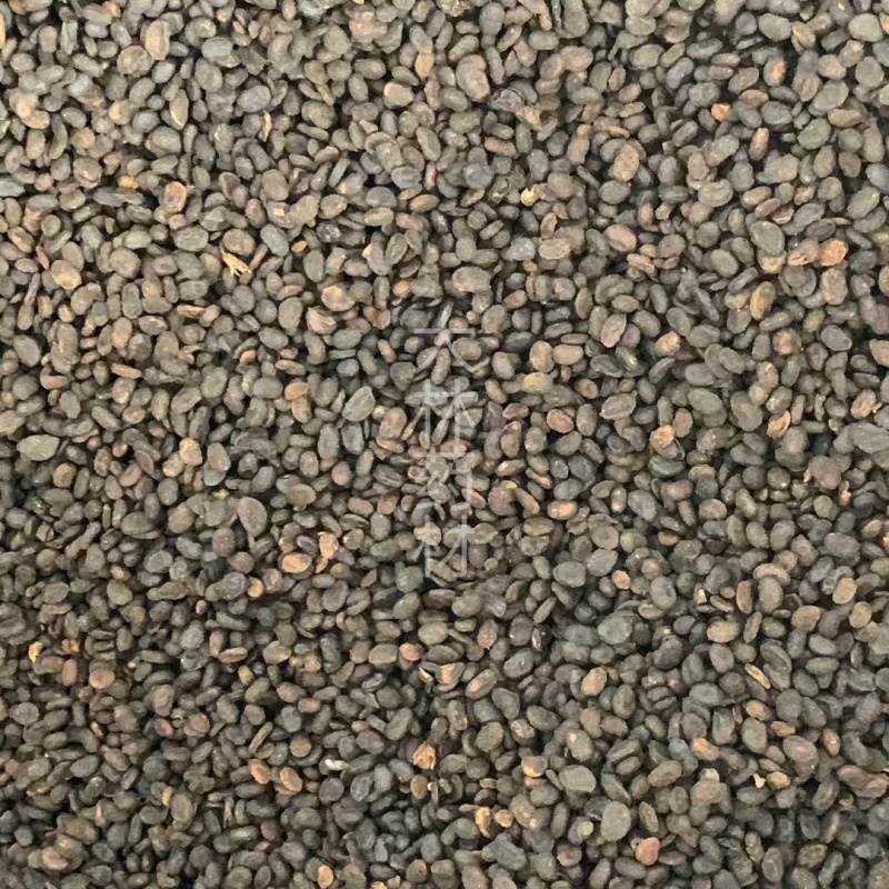 补骨脂【包邮】三斤起发货可批量可零售量大从优