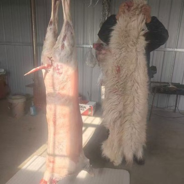 宁夏羊肉&滩羊/肉质鲜嫩肥而不腻不膻/现杀现发/按需发货