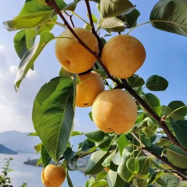 连州市潭岭水晶梨