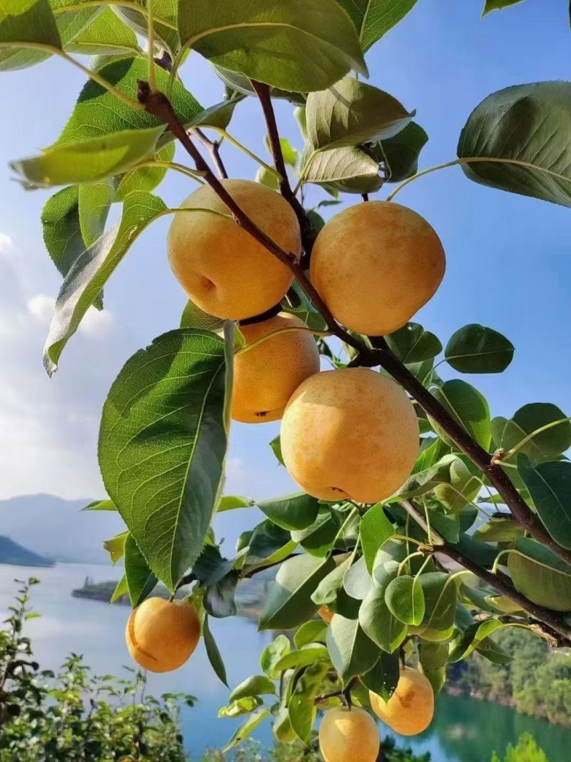 连州市潭岭水晶梨