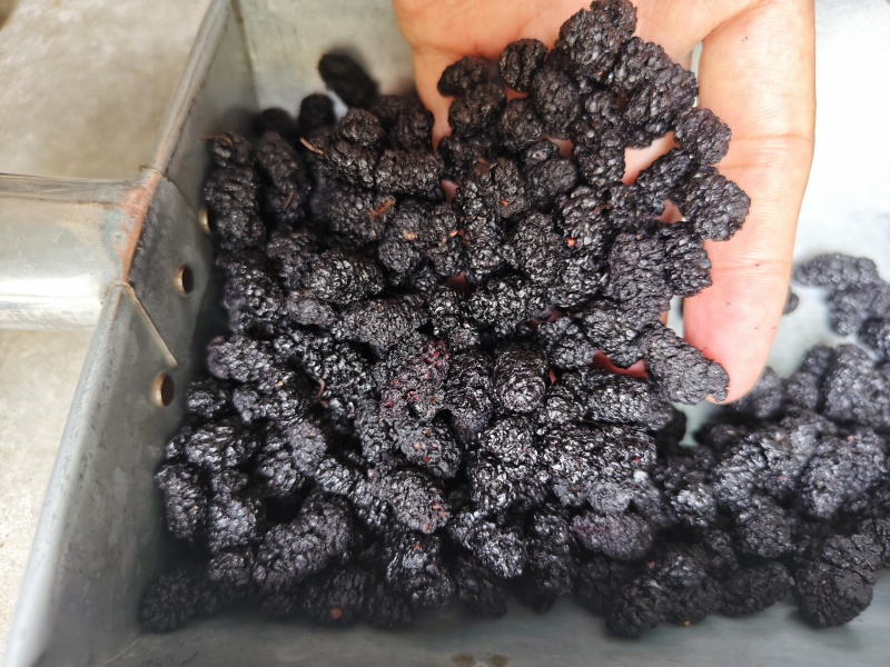 桑椹各种规格桑椹齐全批发零售量大优惠