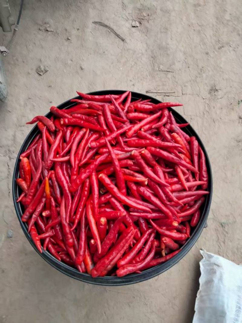 大量收供应小米椒
