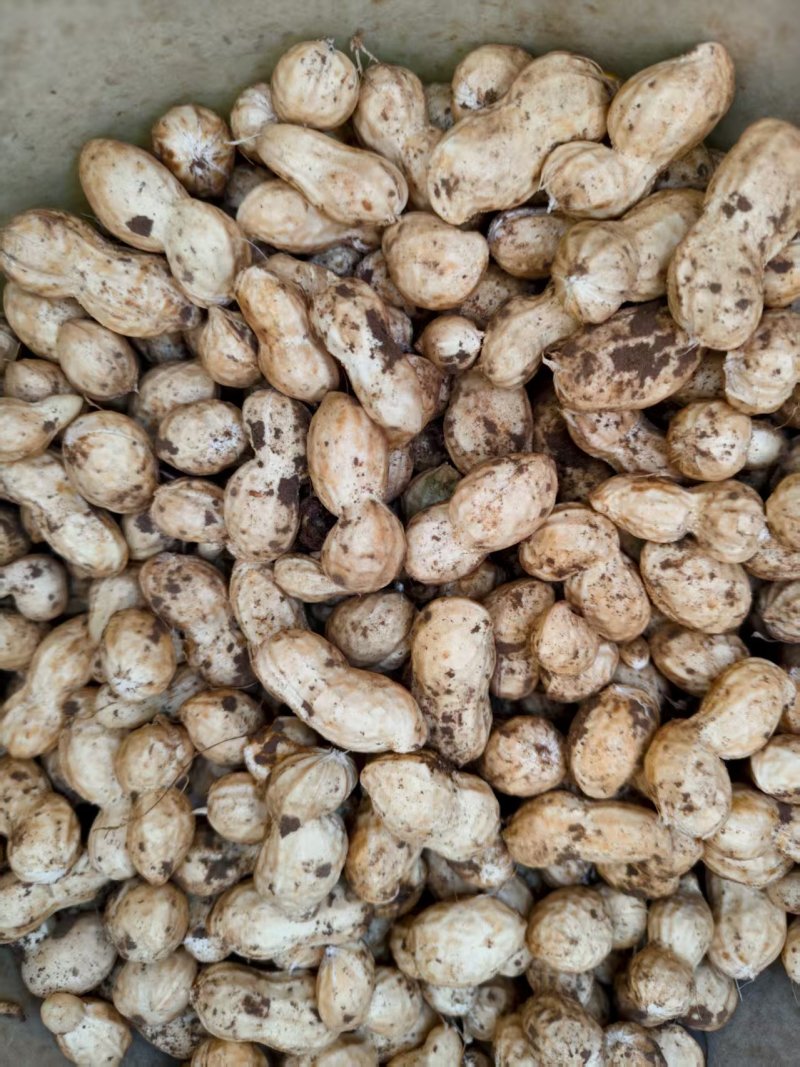 鲜花生，欢迎致电沟通！