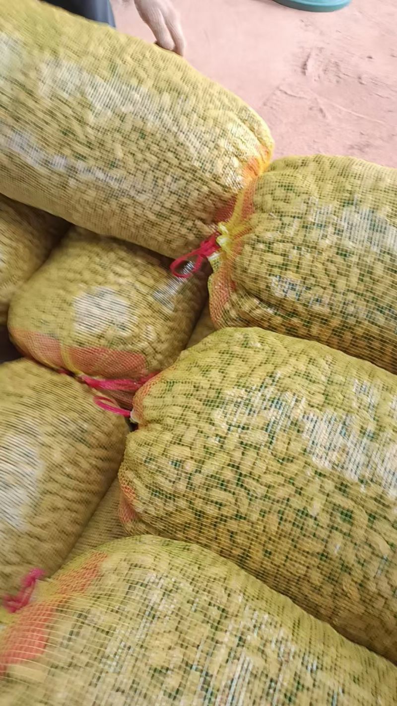 高山黄土花生