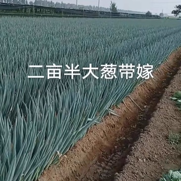 山东大葱