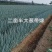山东大葱