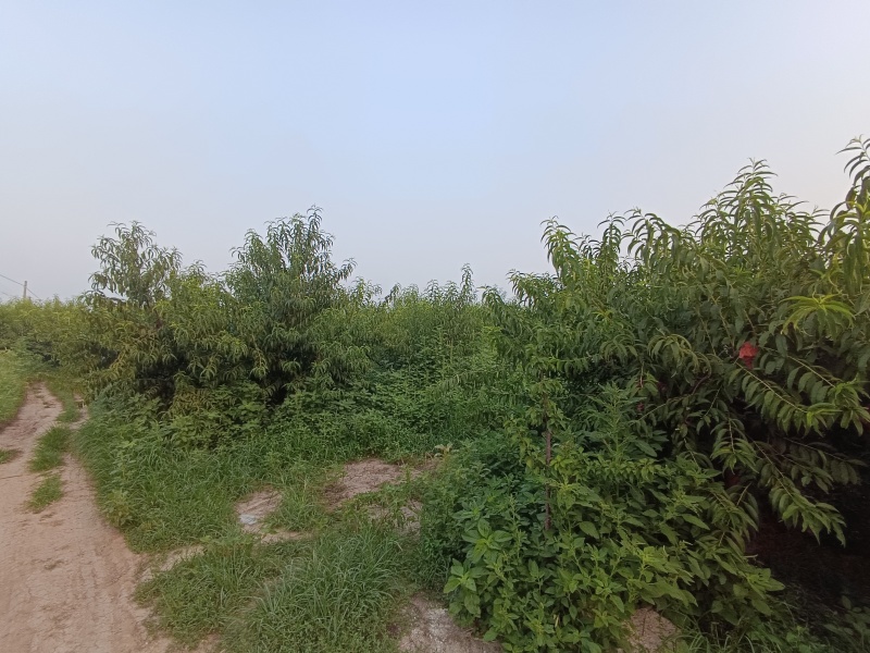 黄桃