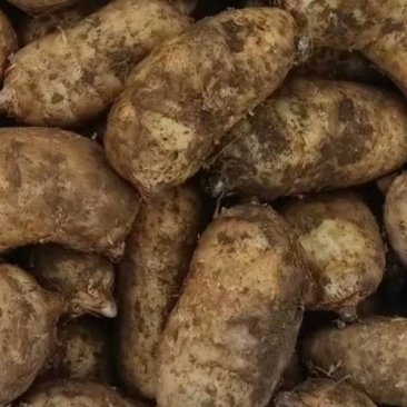 新鲜天麻预售一吨