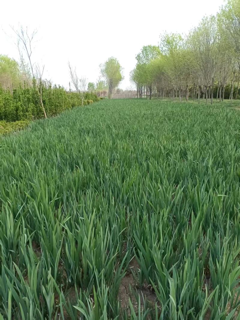 黄花鸢尾～黄菖蒲
