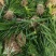 黄花鸢尾～黄菖蒲