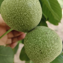 精品青皮核桃产地直销价格透明货源充足欢迎打扰