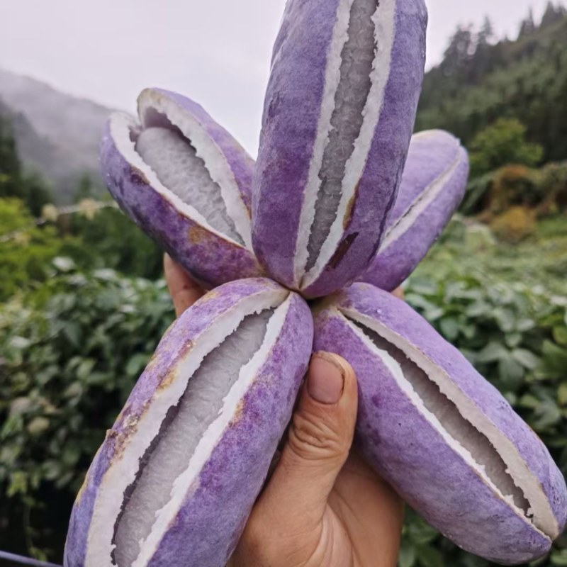 云南曲靖八月瓜，场地直发，现采现发