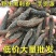 正宗野生黑刺参干货各种规格低价批发，代发，一件