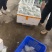 红、白心番石榴，支持全国发货，货源无忧，头像有联系方式