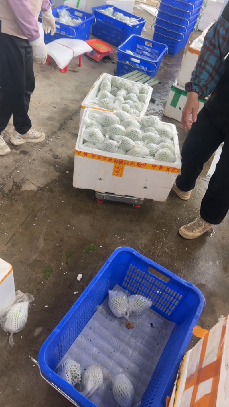 红、白心番石榴，支持全国发货，货源无忧，头像有联系方式
