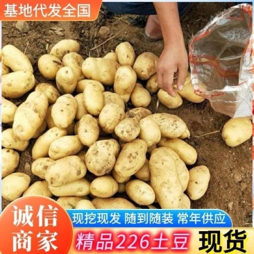 《226土豆&黄心土豆》内蒙古土豆新土豆产地代发全国