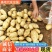 《226土豆&黄心土豆》内蒙古土豆新土豆产地代发全国