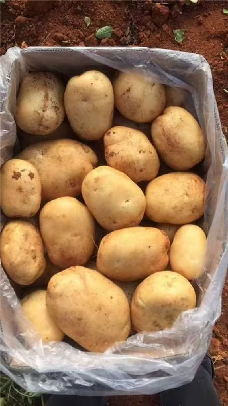 《226土豆&黄心土豆》内蒙古土豆新土豆产地代发全国