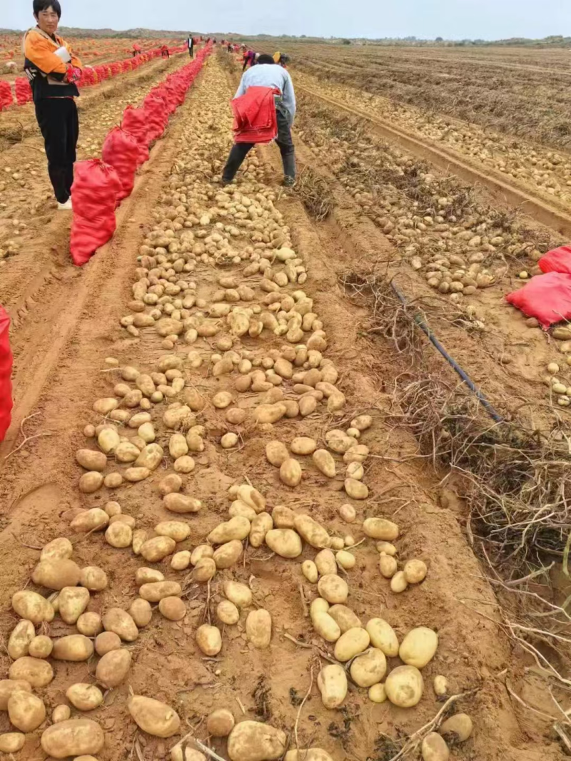 《226土豆&黄心土豆》内蒙古土豆新土豆产地代发全国