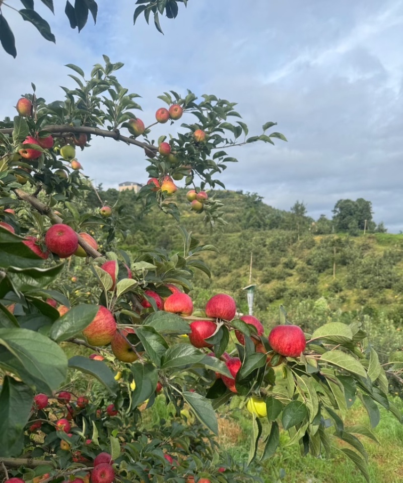 【云南红露苹果】昭通苹果华硕苹果丑苹果红富士全国发货
