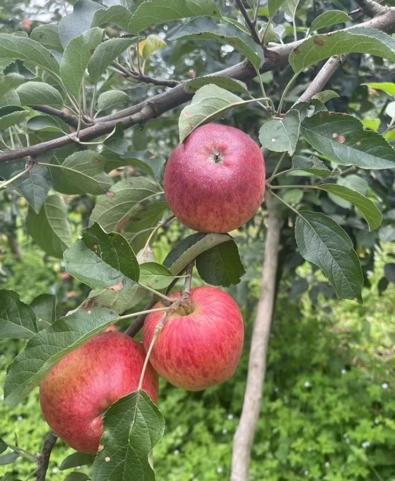 【云南红露苹果】昭通苹果华硕苹果丑苹果红富士全国发货