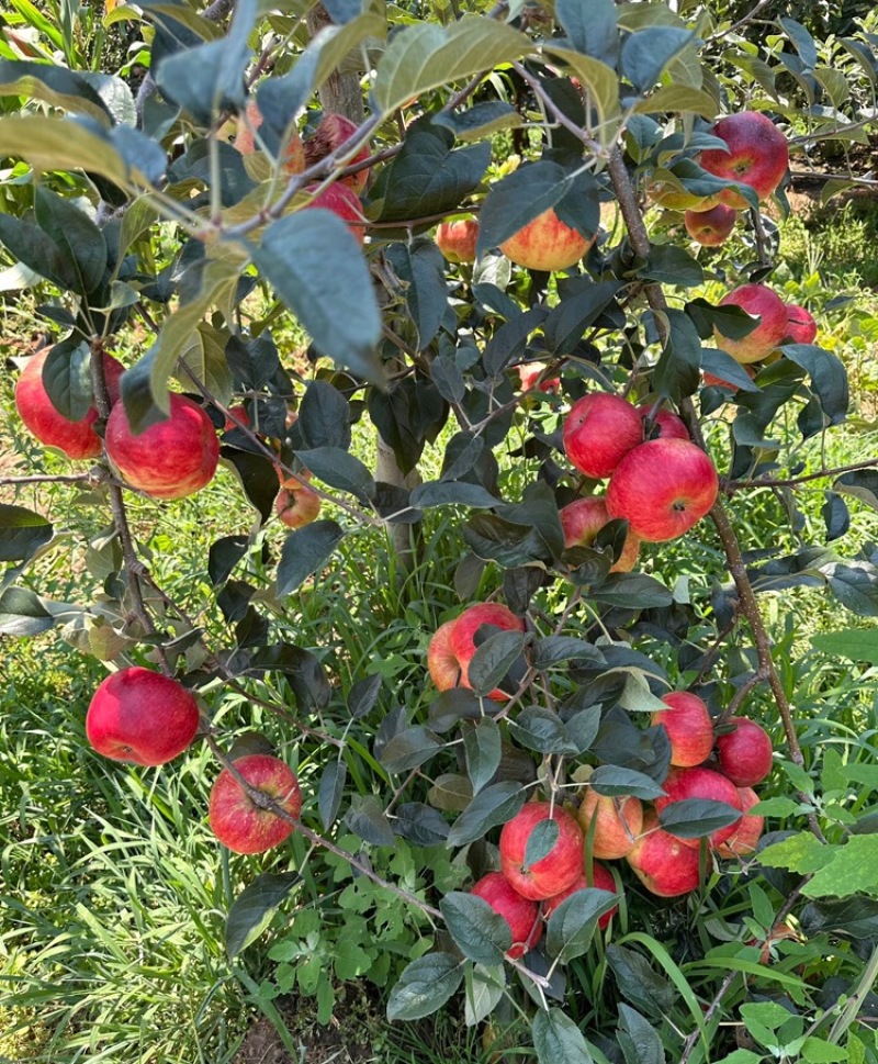 【云南红露苹果】昭通苹果华硕苹果丑苹果红富士全国发货