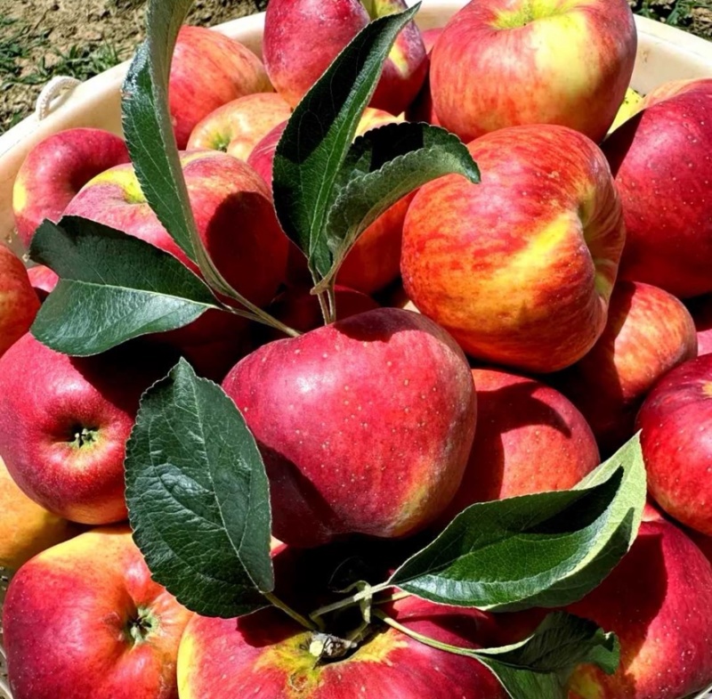 【红露苹果】云南昭通红露苹果产地直销量大从优可对接市场
