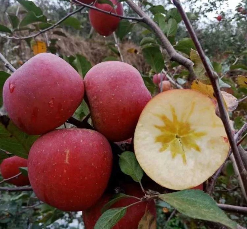 【红露苹果】云南昭通红露苹果产地直销量大从优可对接市场