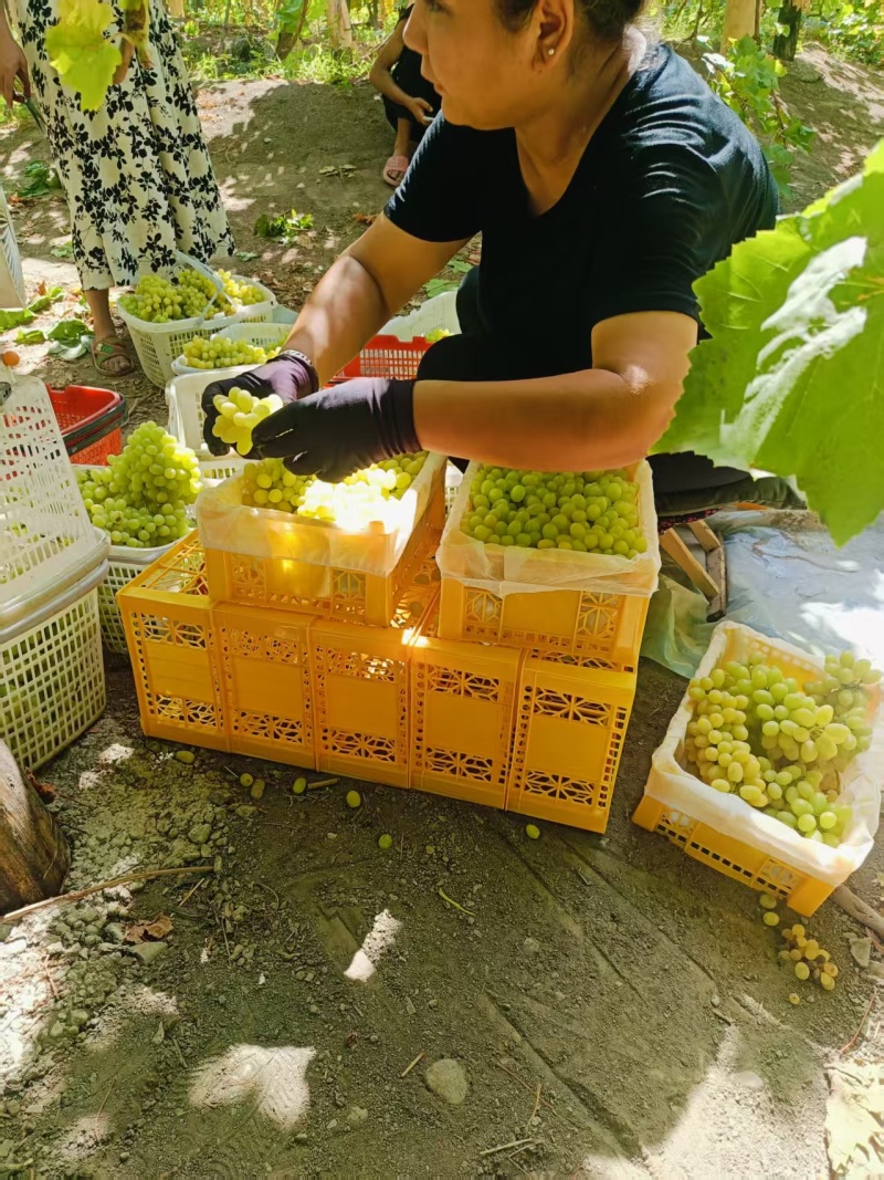 吐鲁番无核白鲜葡萄（小蜂蜜）大量有货基地直供品质优欢迎咨
