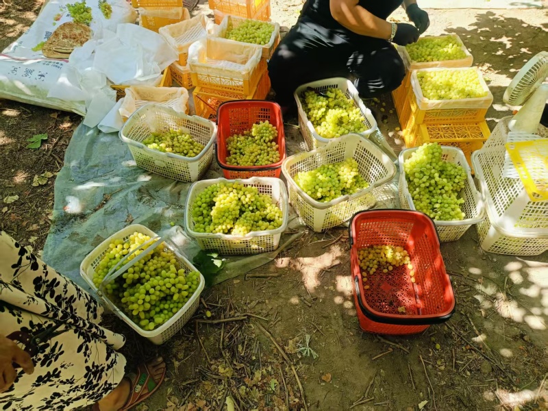 吐鲁番无核白鲜葡萄（小蜂蜜）大量有货基地直供品质优欢迎咨