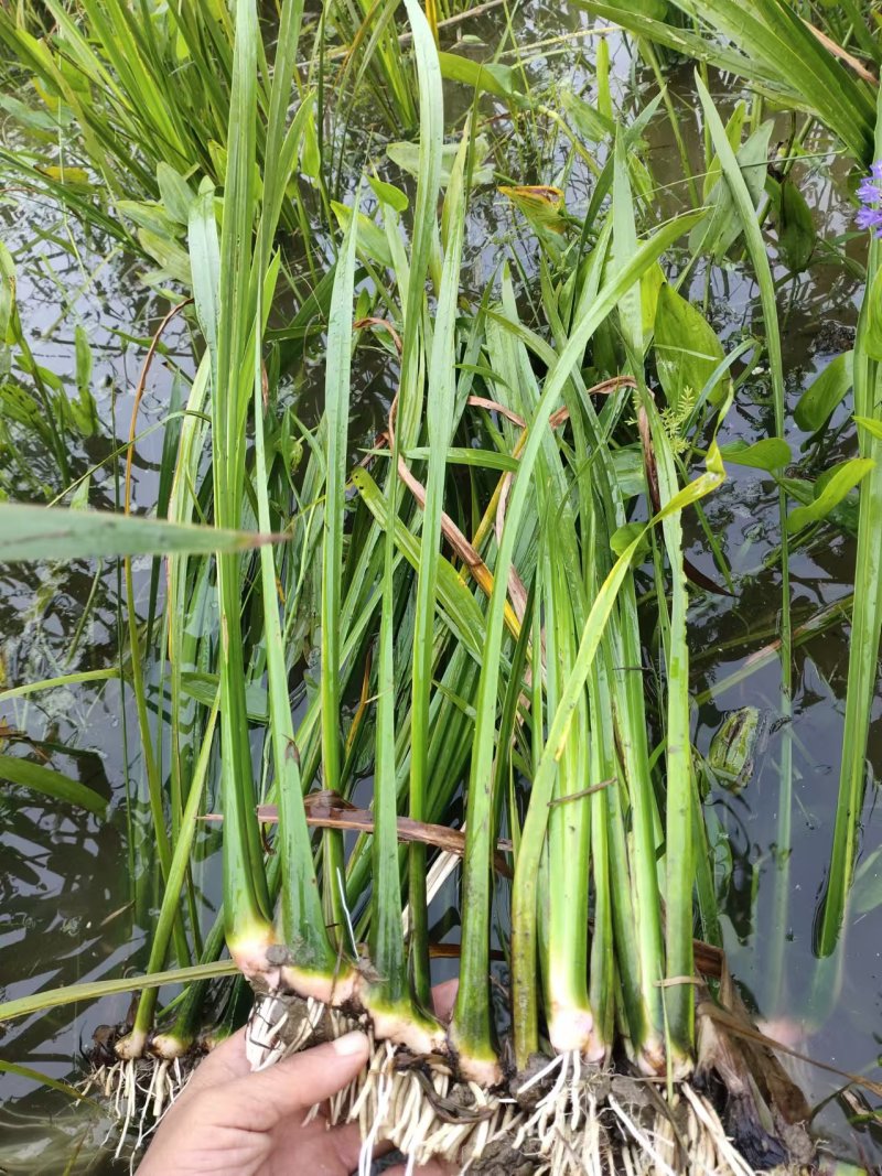 菖蒲…