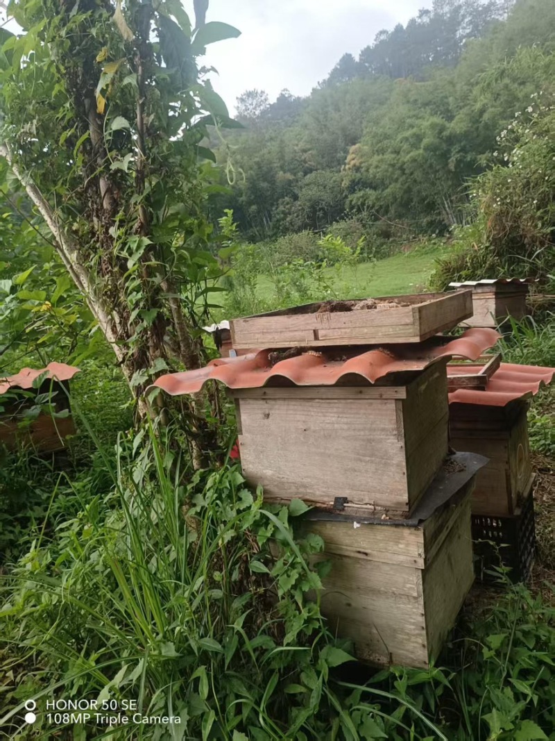 【土蜂蜜】广西农家土蜂蜜天然农产品口感甜蜜质量保证