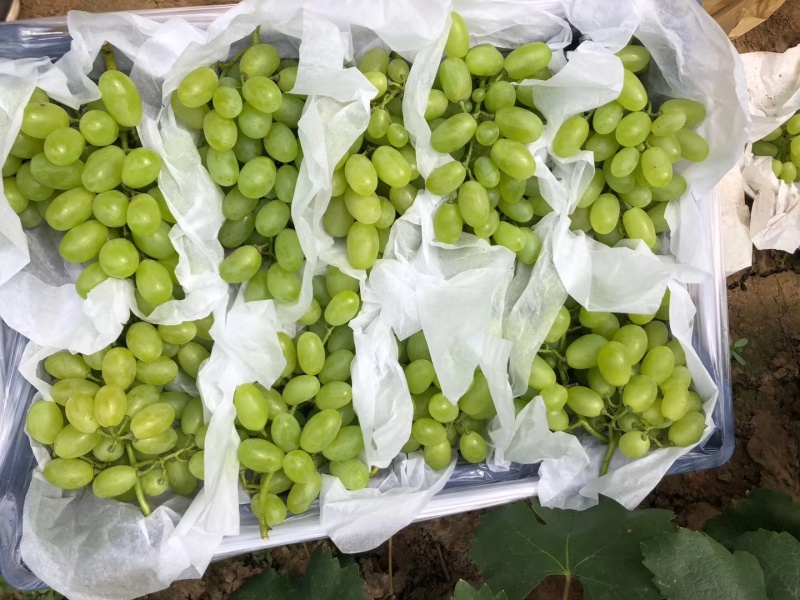 水果，葡萄大量上市