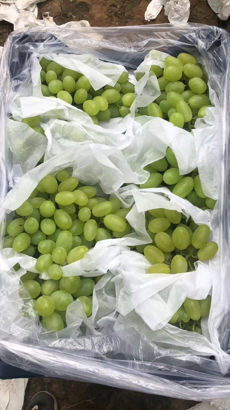 水果，葡萄大量上市