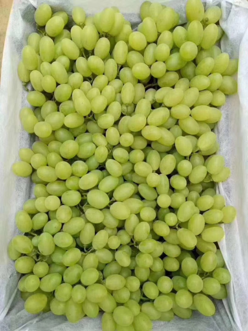 水果，葡萄大量上市