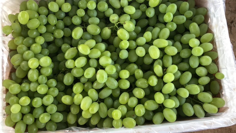 水果，葡萄大量上市