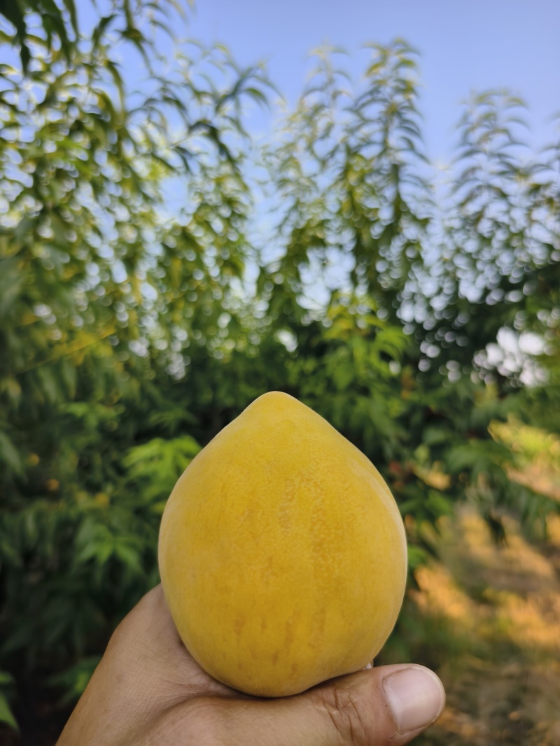 批发批发，套袋裸果锦绣黄桃