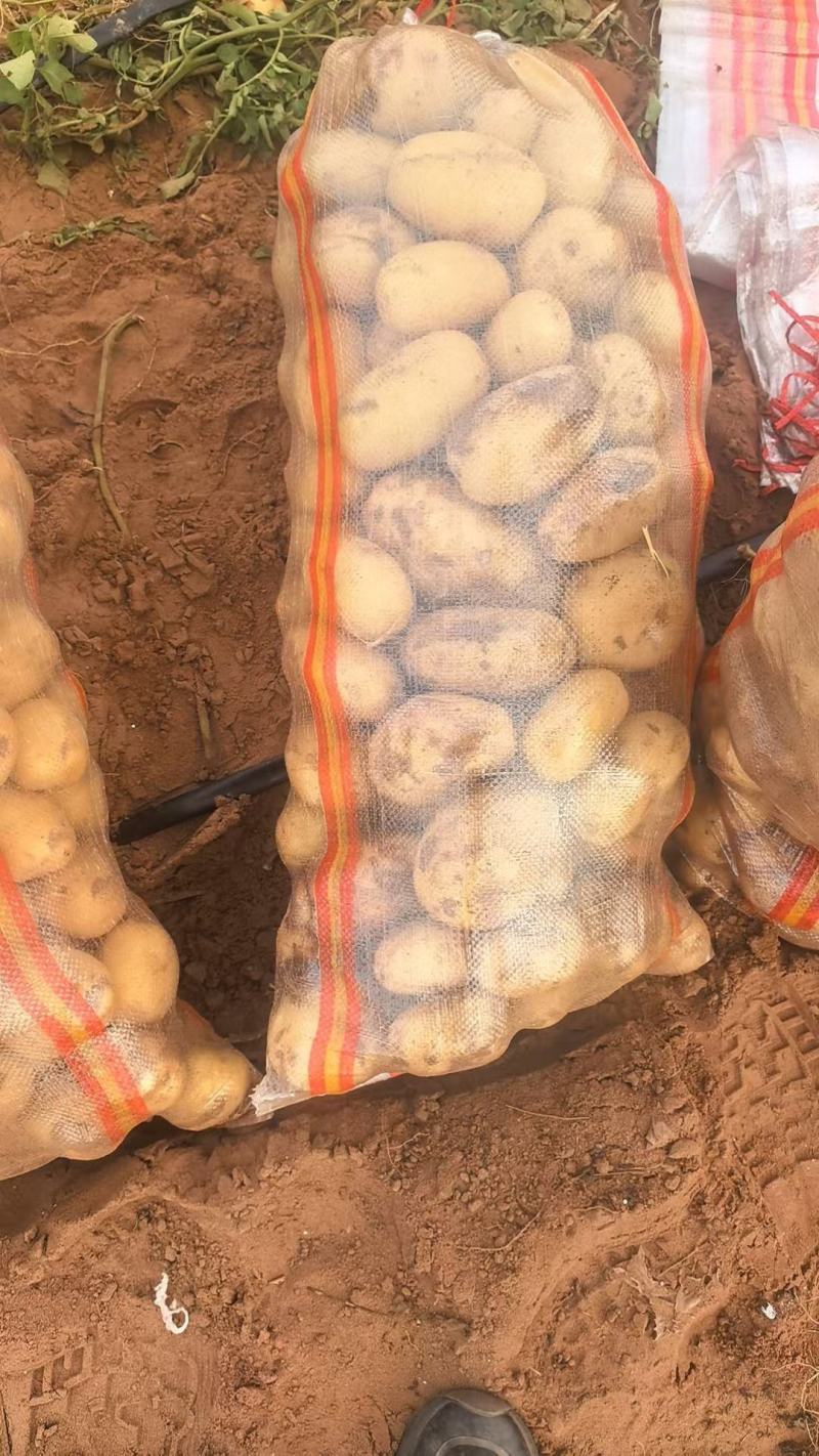 陕北土豆实验一号土豆，各种包装规格，产地直达。市场电商