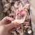小头猪棒骨
