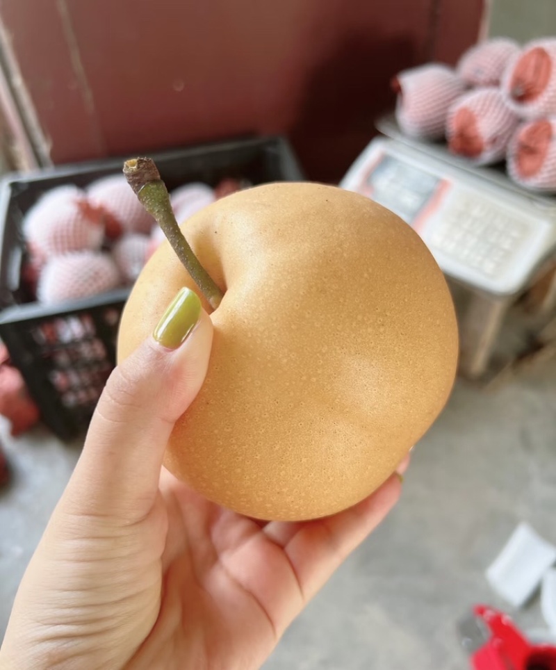 【实力供货】丰水梨汉中丰水梨皮薄多汁品质保证欢迎咨询