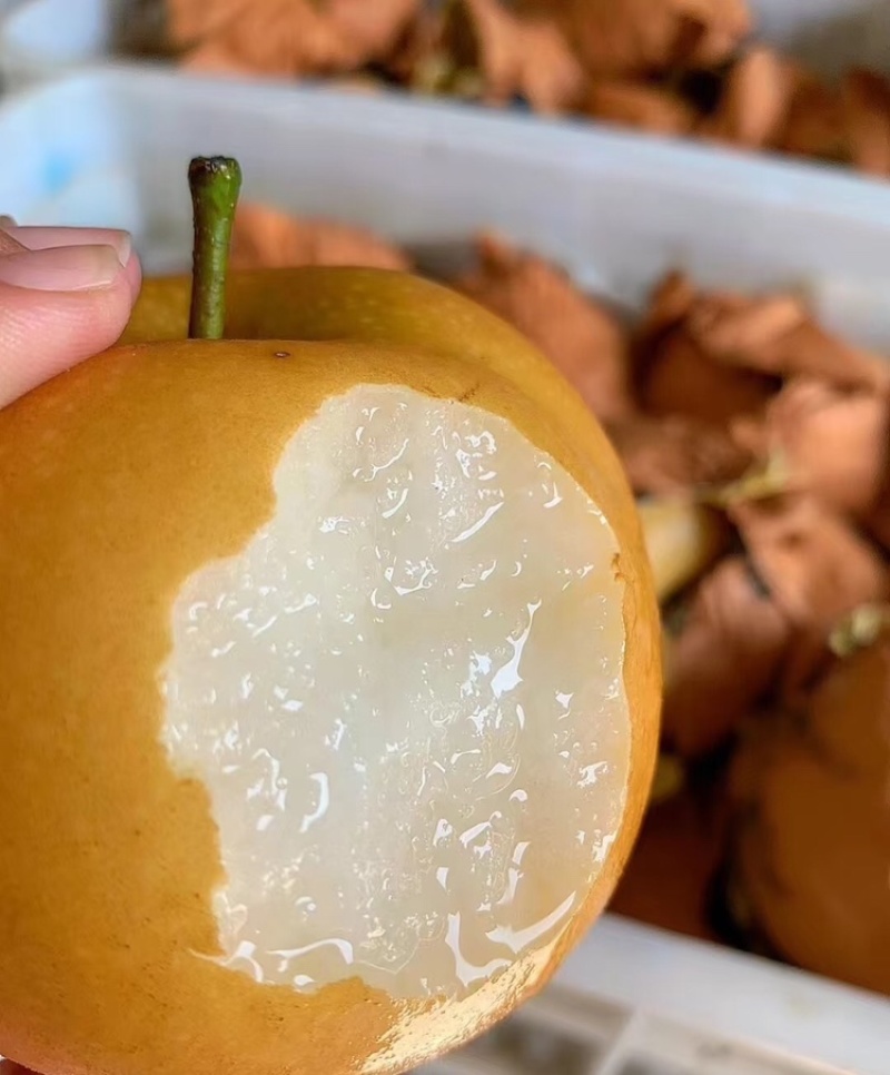 【实力供货】丰水梨汉中丰水梨皮薄多汁品质保证欢迎咨询