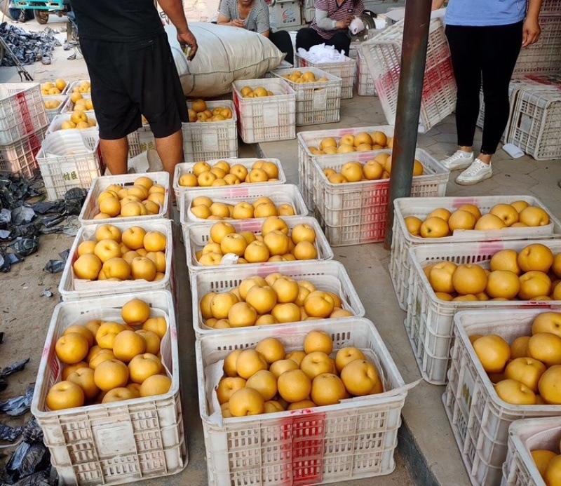 丰水梨陕西丰水梨现摘现发供应全国市场电商商超