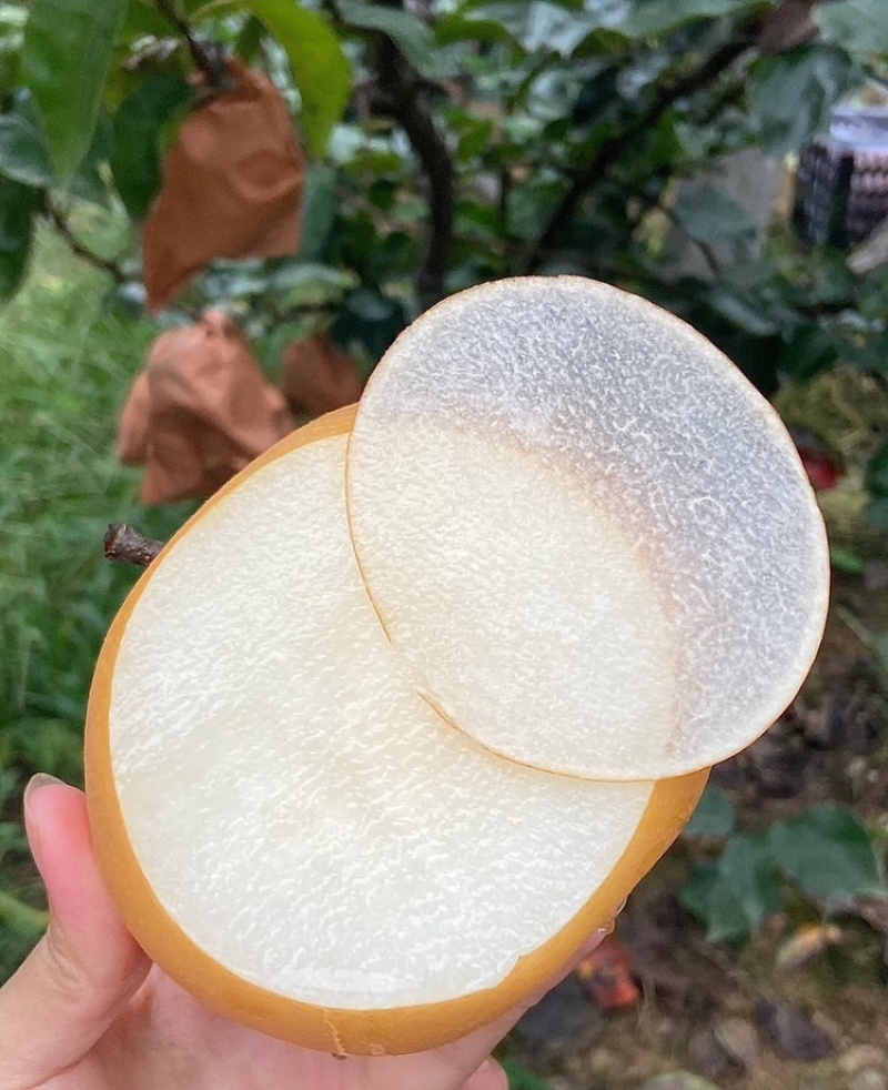 丰水梨陕西丰水梨现摘现发供应全国市场电商商超