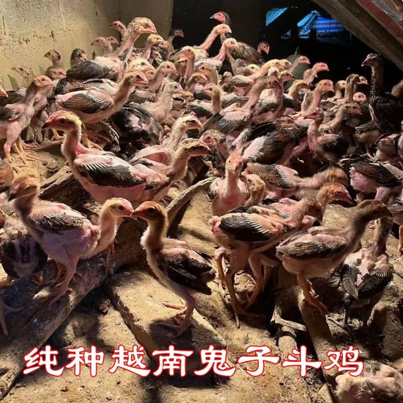 纯种越南鬼子斗鸡，半斤，一斤都有货1只起发