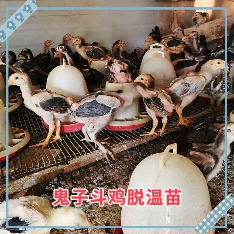 纯种越南鬼子斗鸡，半斤，一斤都有货1只起发