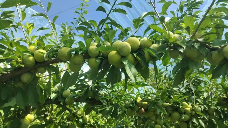 蜂糖李李子产地直发品质保障对接全国市场等