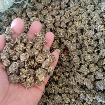 猫爪草产地直销