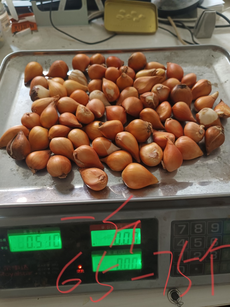 郁金香种球。园林绿化花海。种植切花。