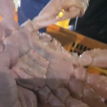 松叶蟹